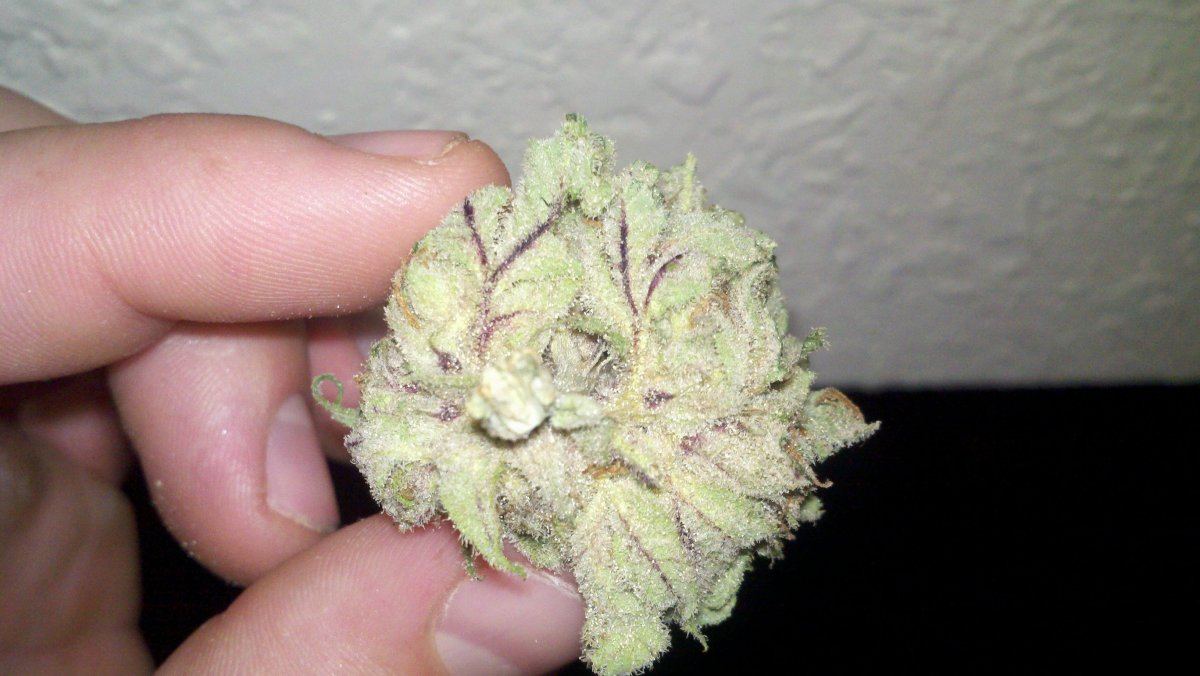 Very berry kush you havent seen anything like it