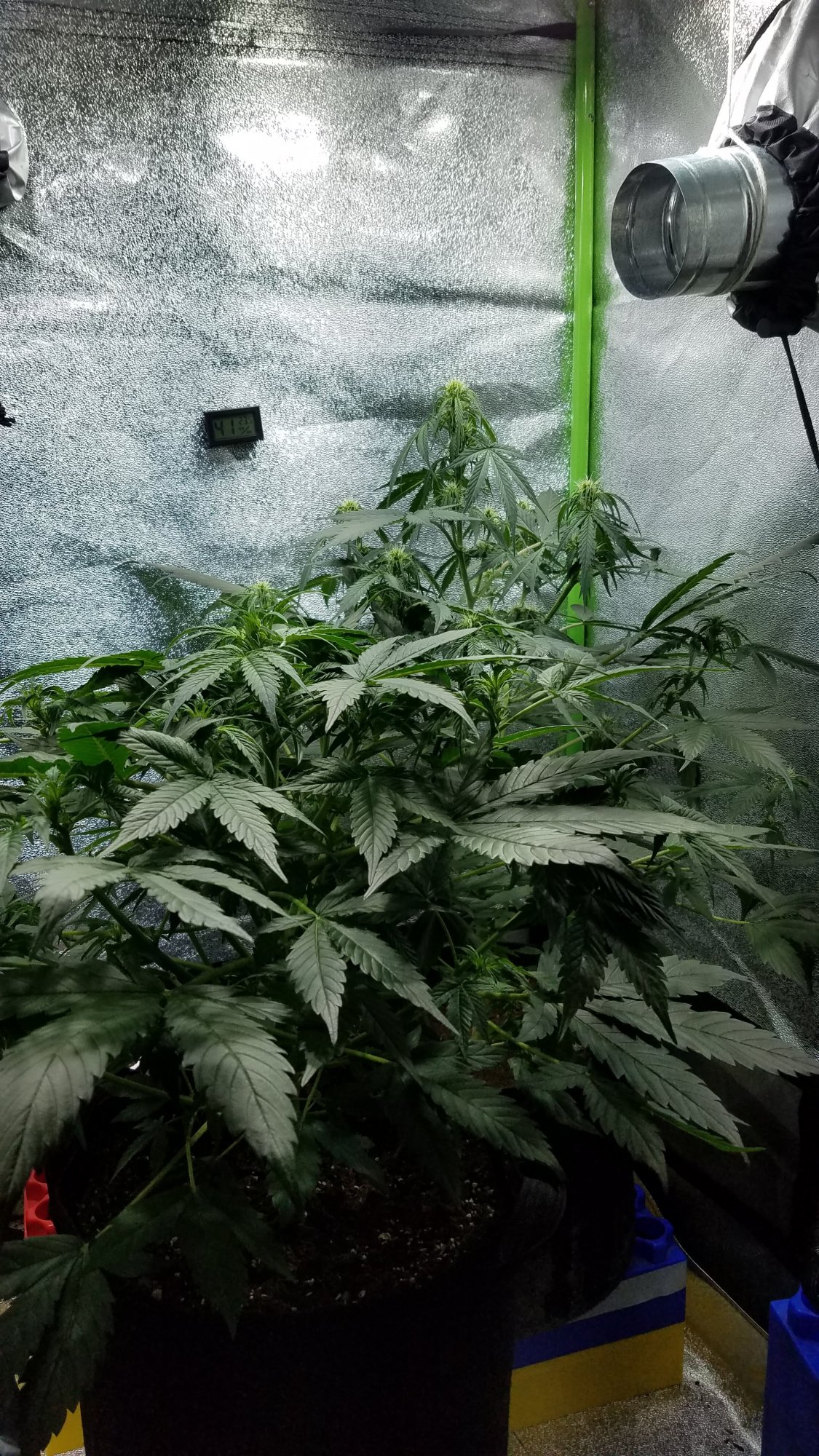 Very cramped in grow tent