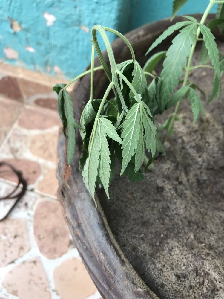 Very droopy plant