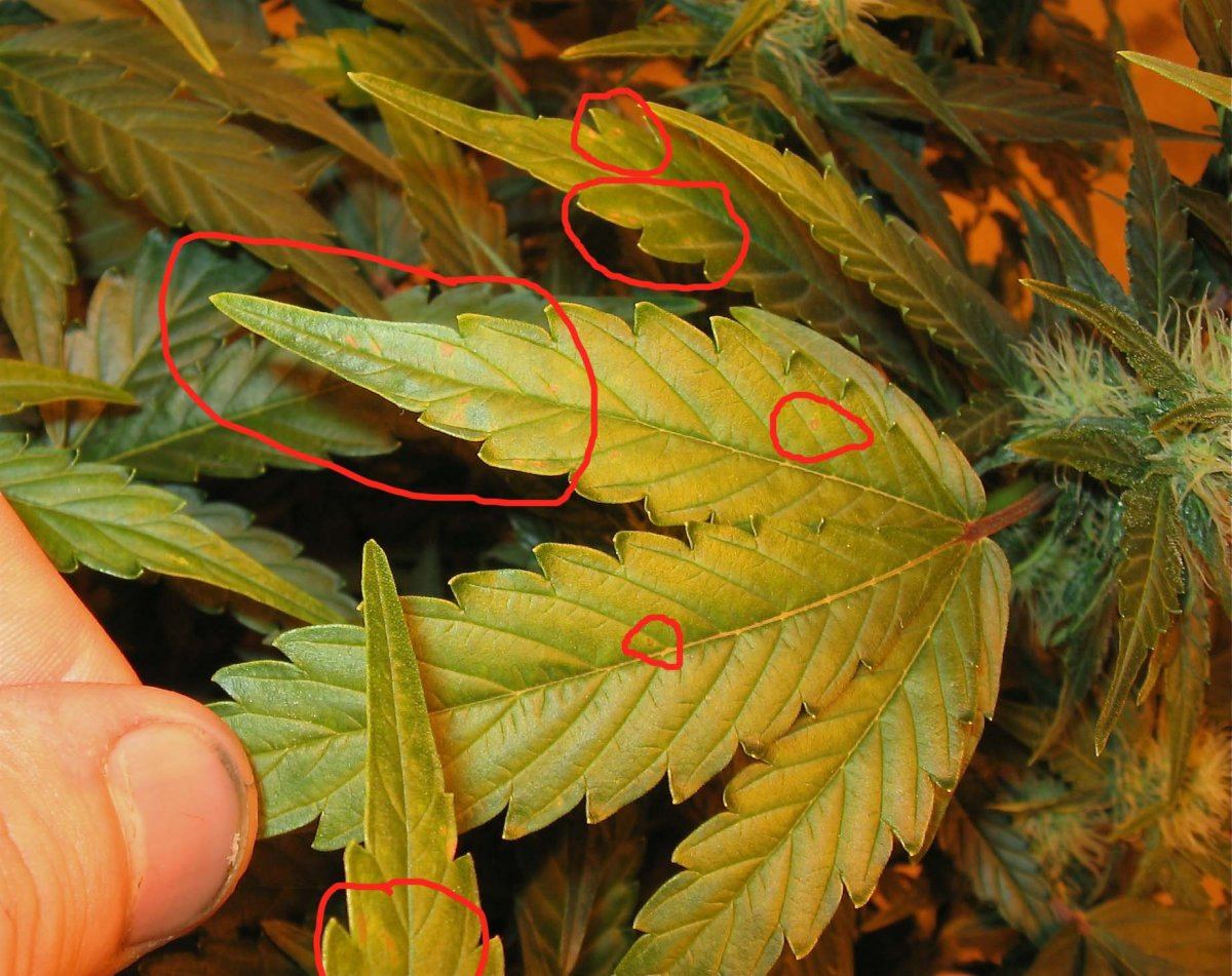 Very small light brown spots on a few leaves pics