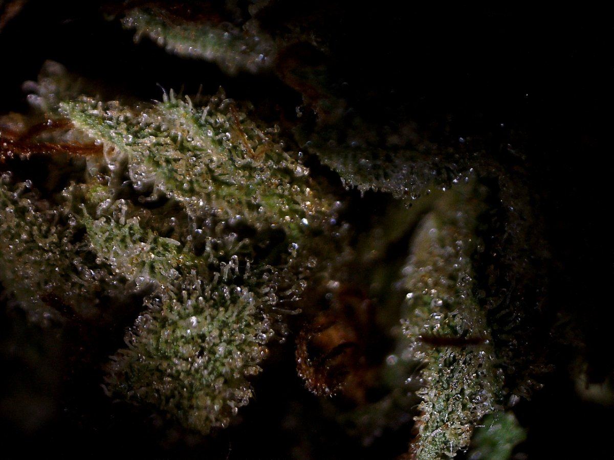 VGOGsample macro naturallight