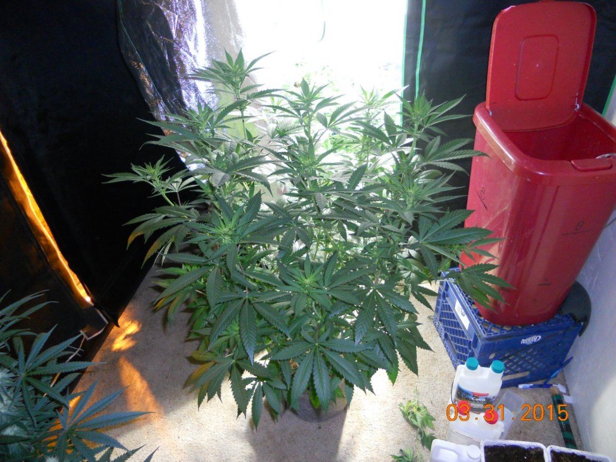 Video n pics 003