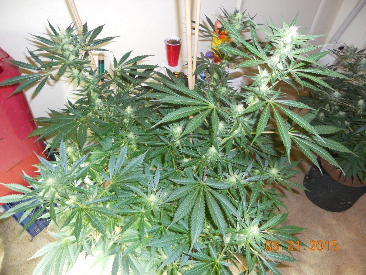 Video n pics 004