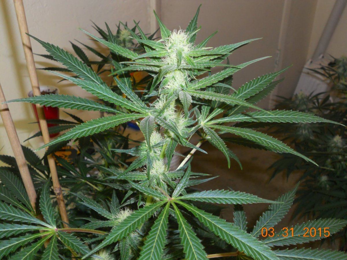 Video n pics 005