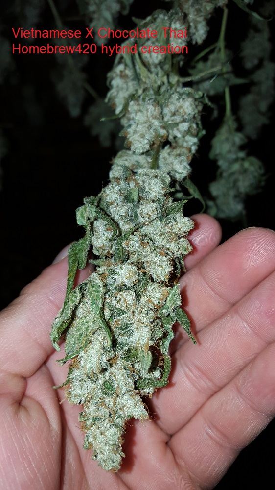 Vietnamesexchoclatethai 01cc