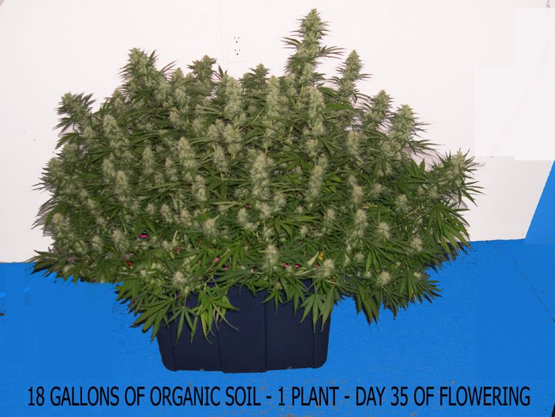 Vigorous organic plant