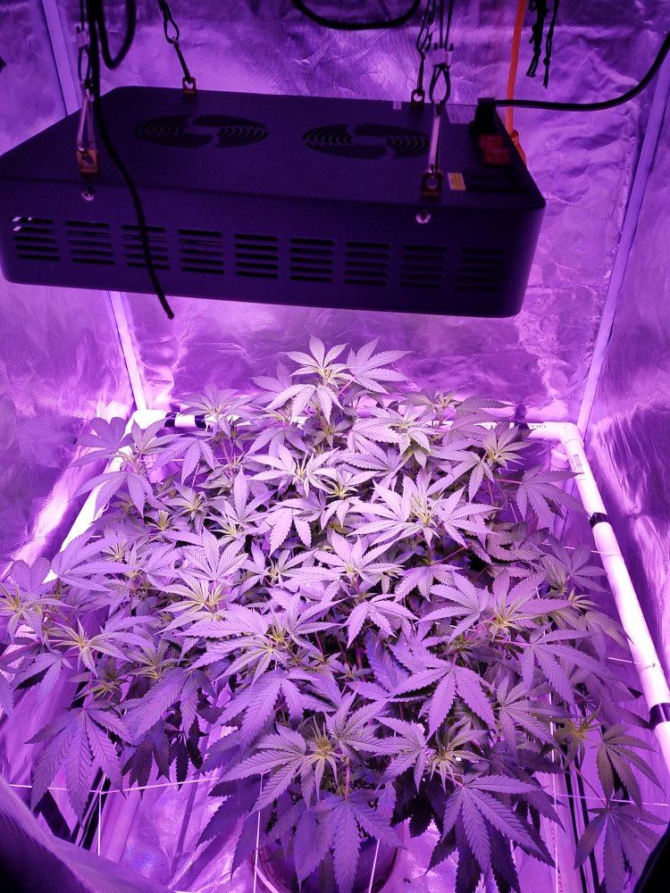 Viparspectra led grow