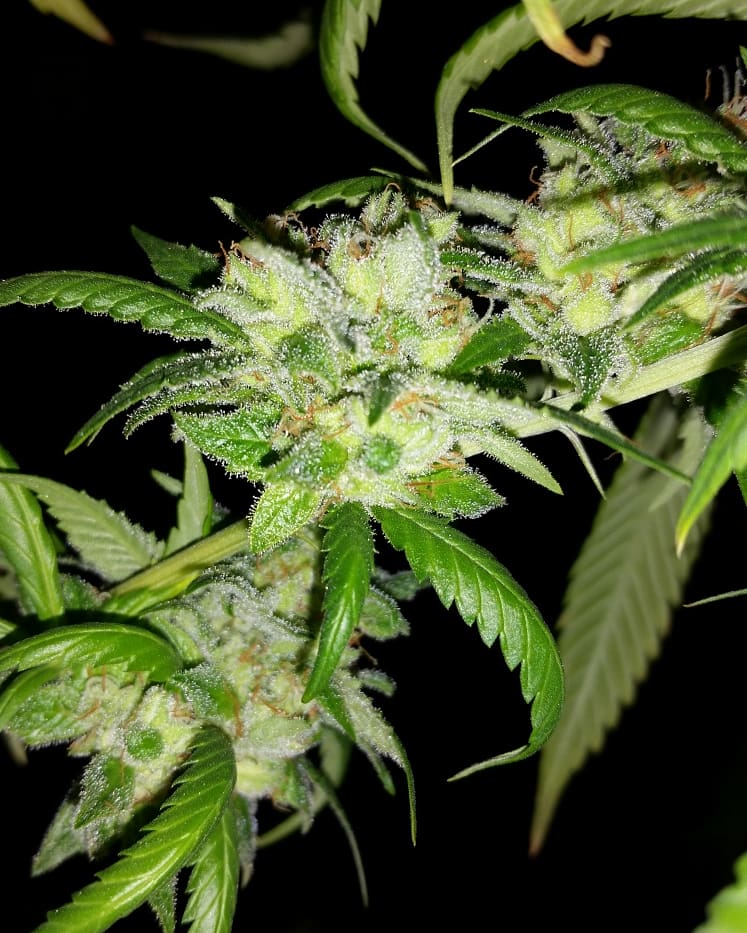 VK H4