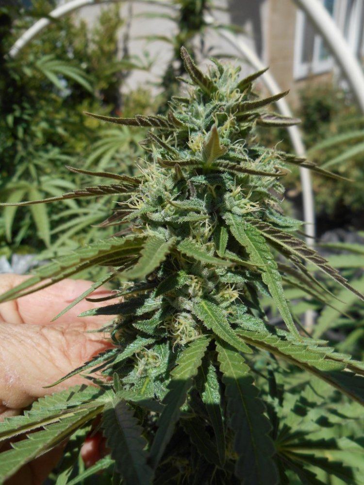 VolCloseup33days