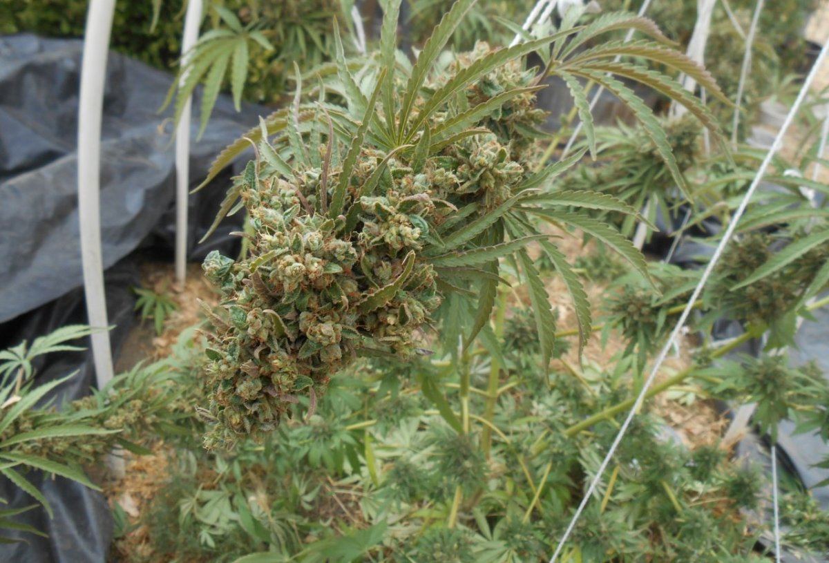 Volonharvest