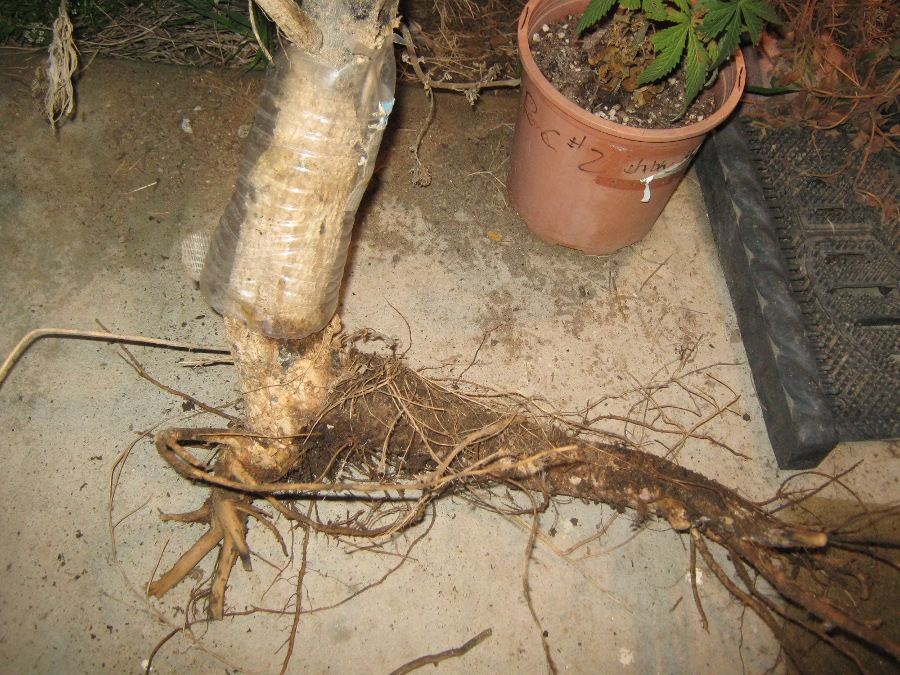 Volstump