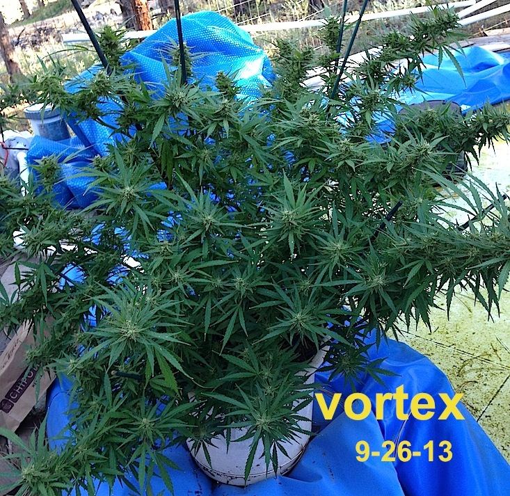 Vortex