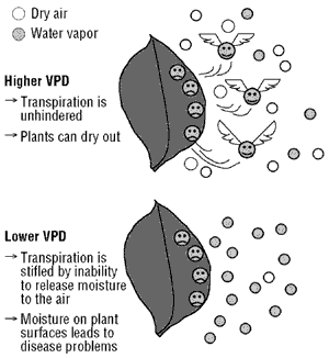 VPD