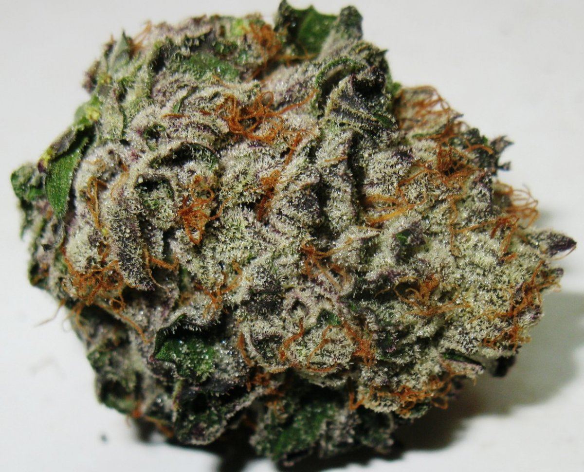 Vpd  lac 1  c pic 016