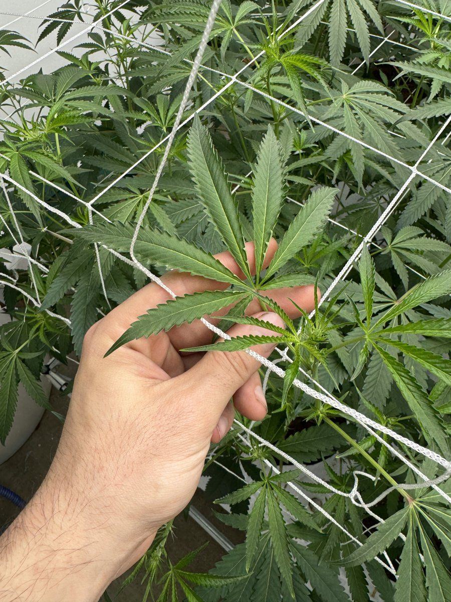 Vpd  light  heat stress issues 3