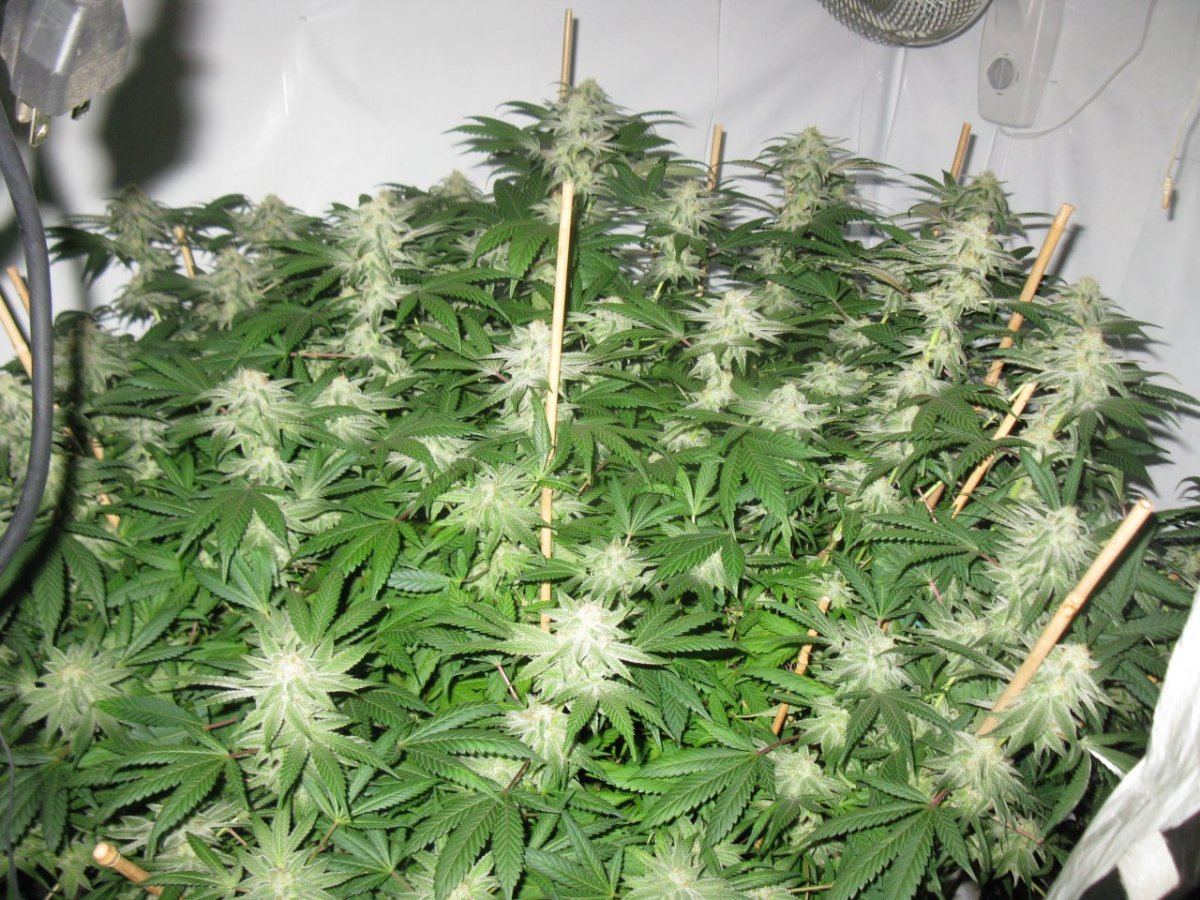 Vpd wifi bx  010