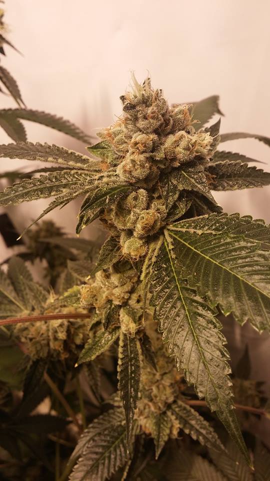 Vtnativegrow