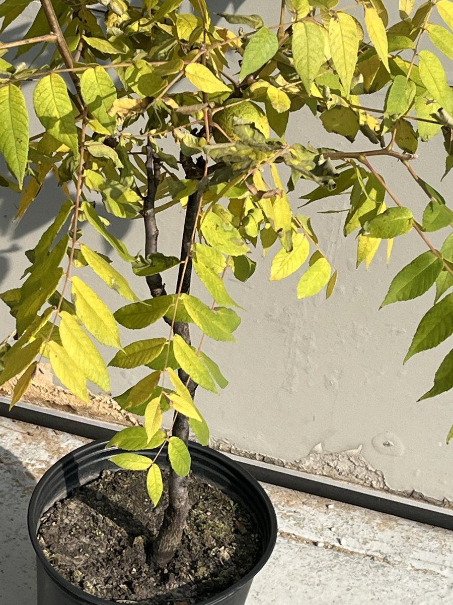 Wtree