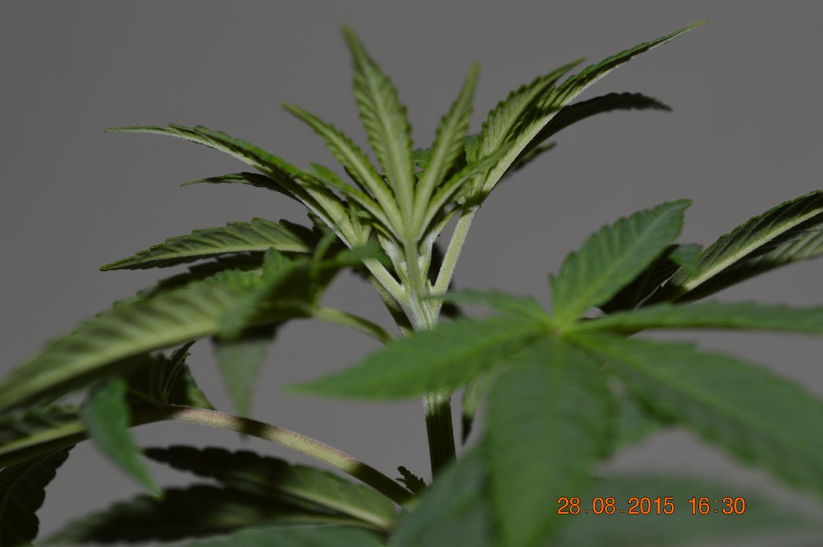 W3 side2