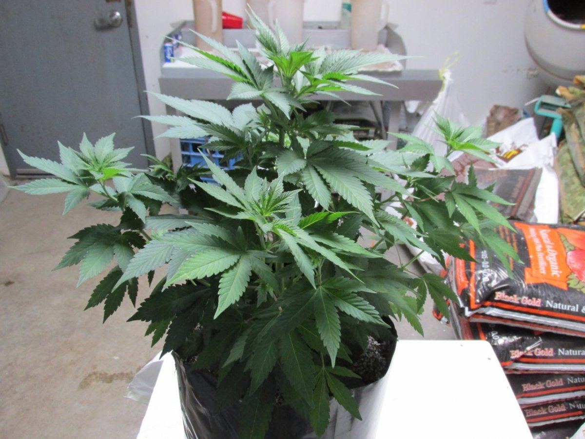 Waaynes loompa farms thread 3