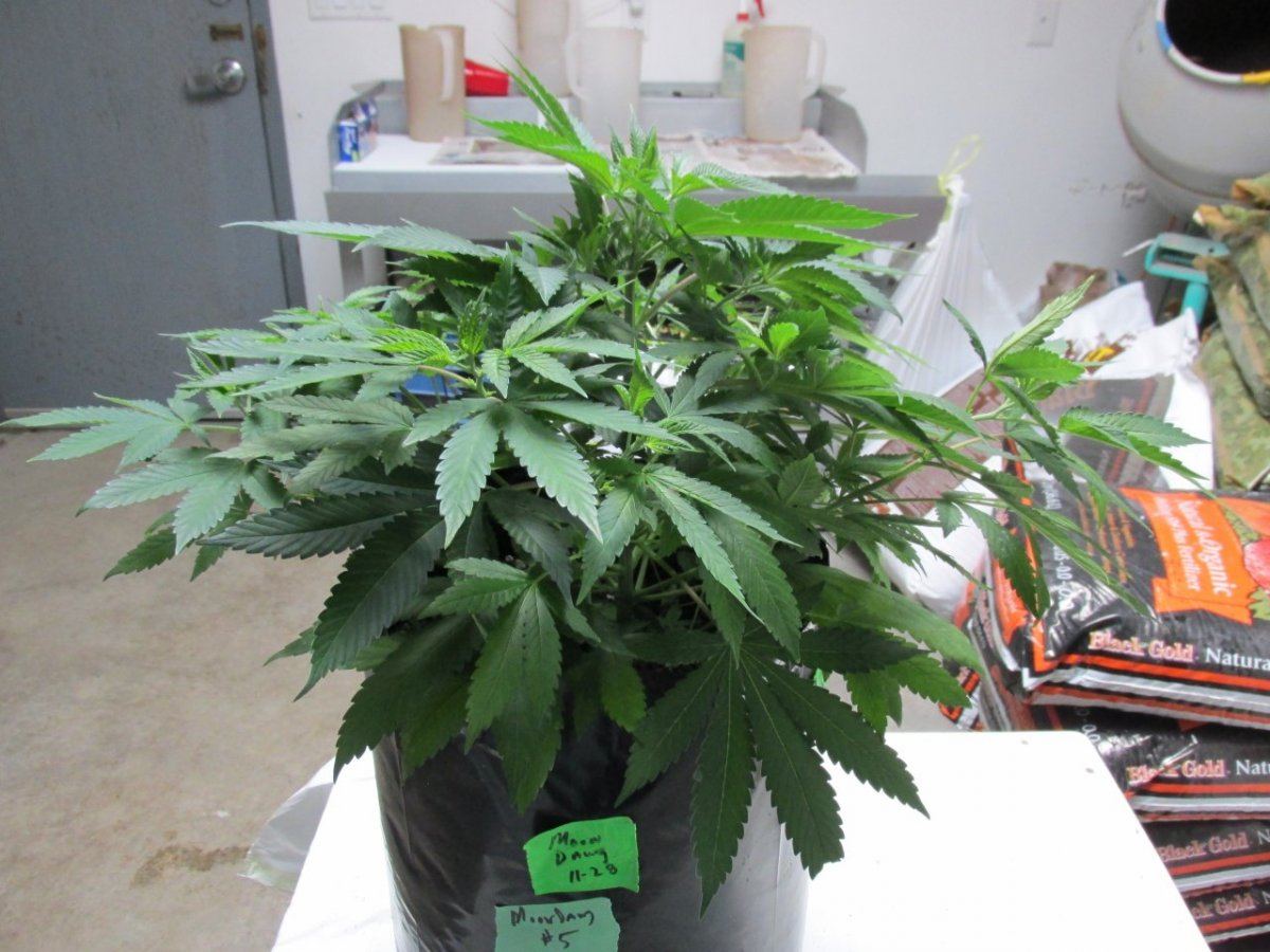 Waaynes loompa farms thread 4