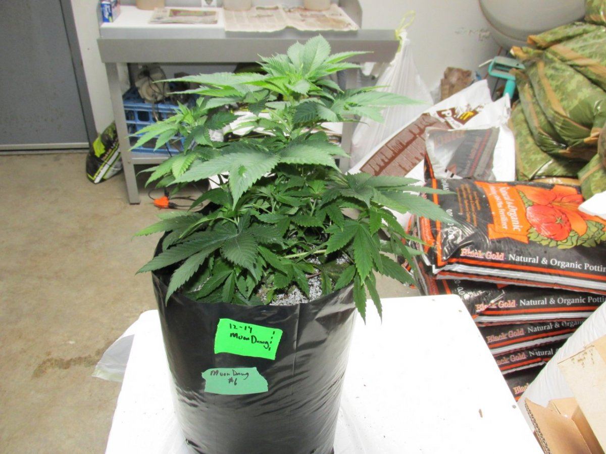 Waaynes loompa farms thread 5
