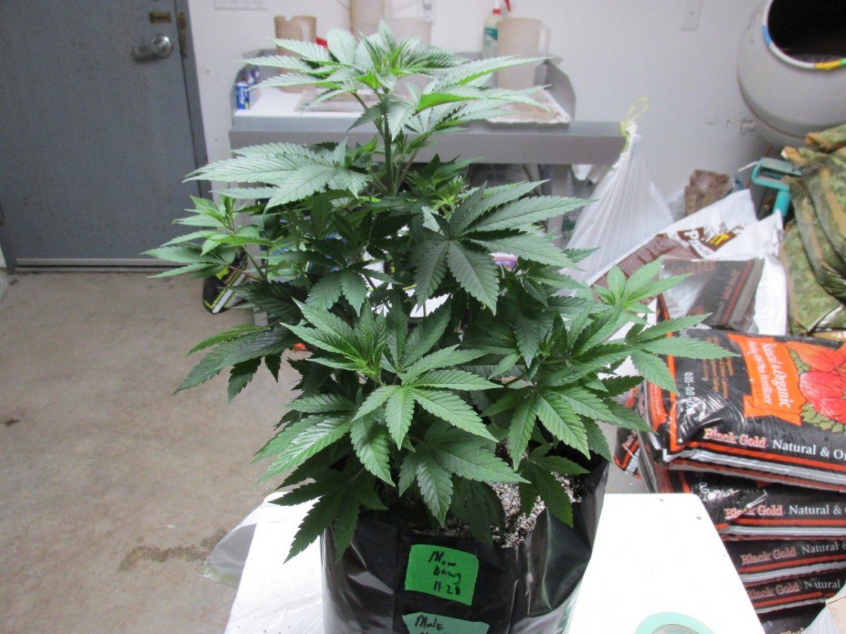 Waaynes loompa farms thread 6