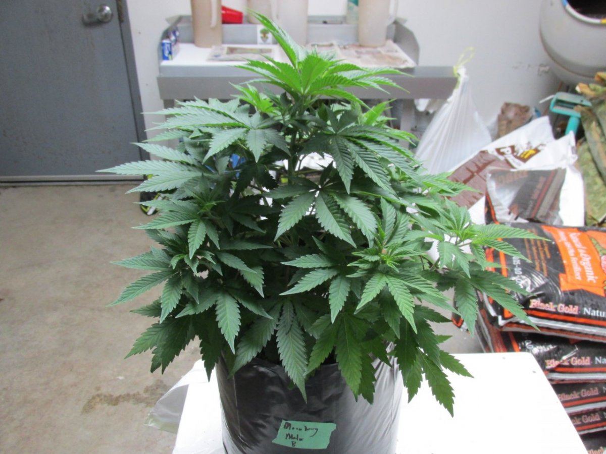 Waaynes loompa farms thread 7