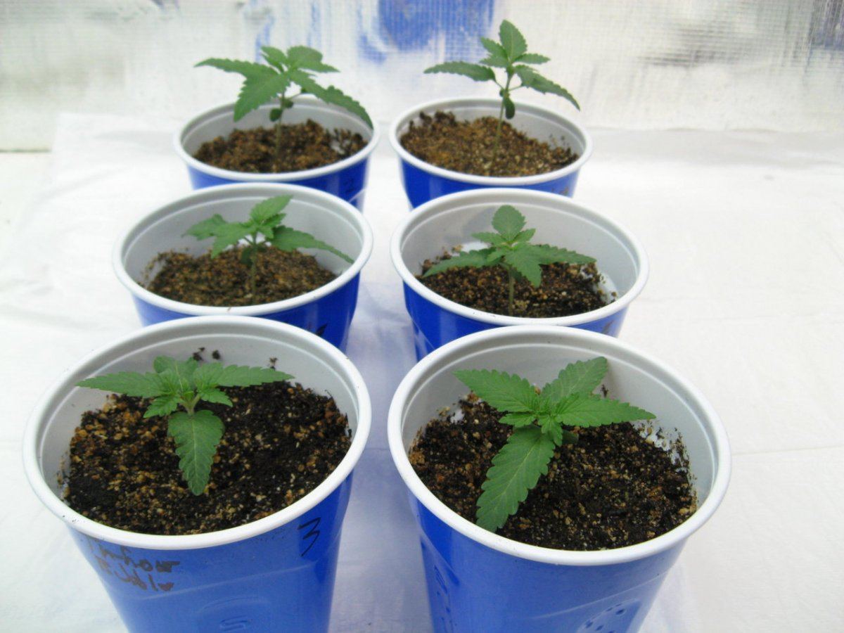 Waaynes organic alien genetics 2