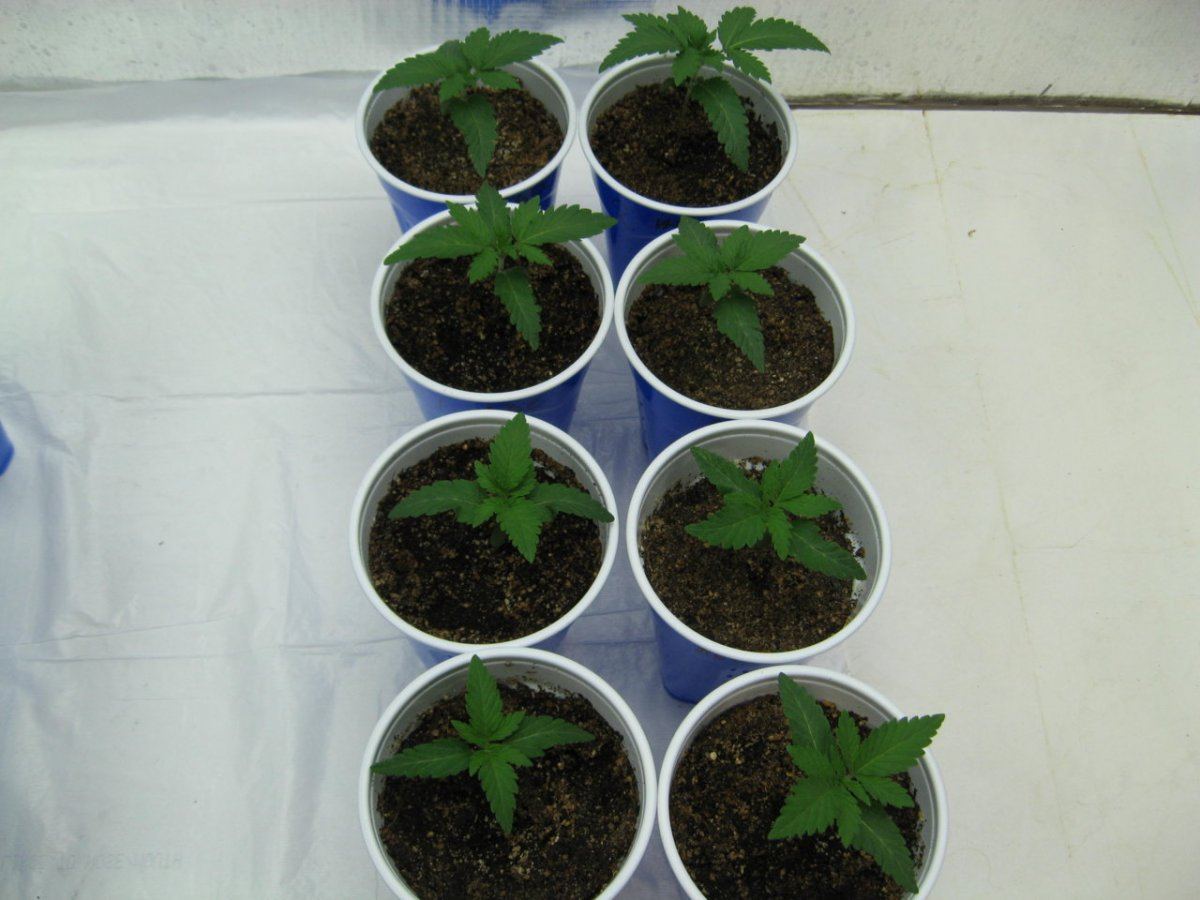 Waaynes organic alien genetics 3