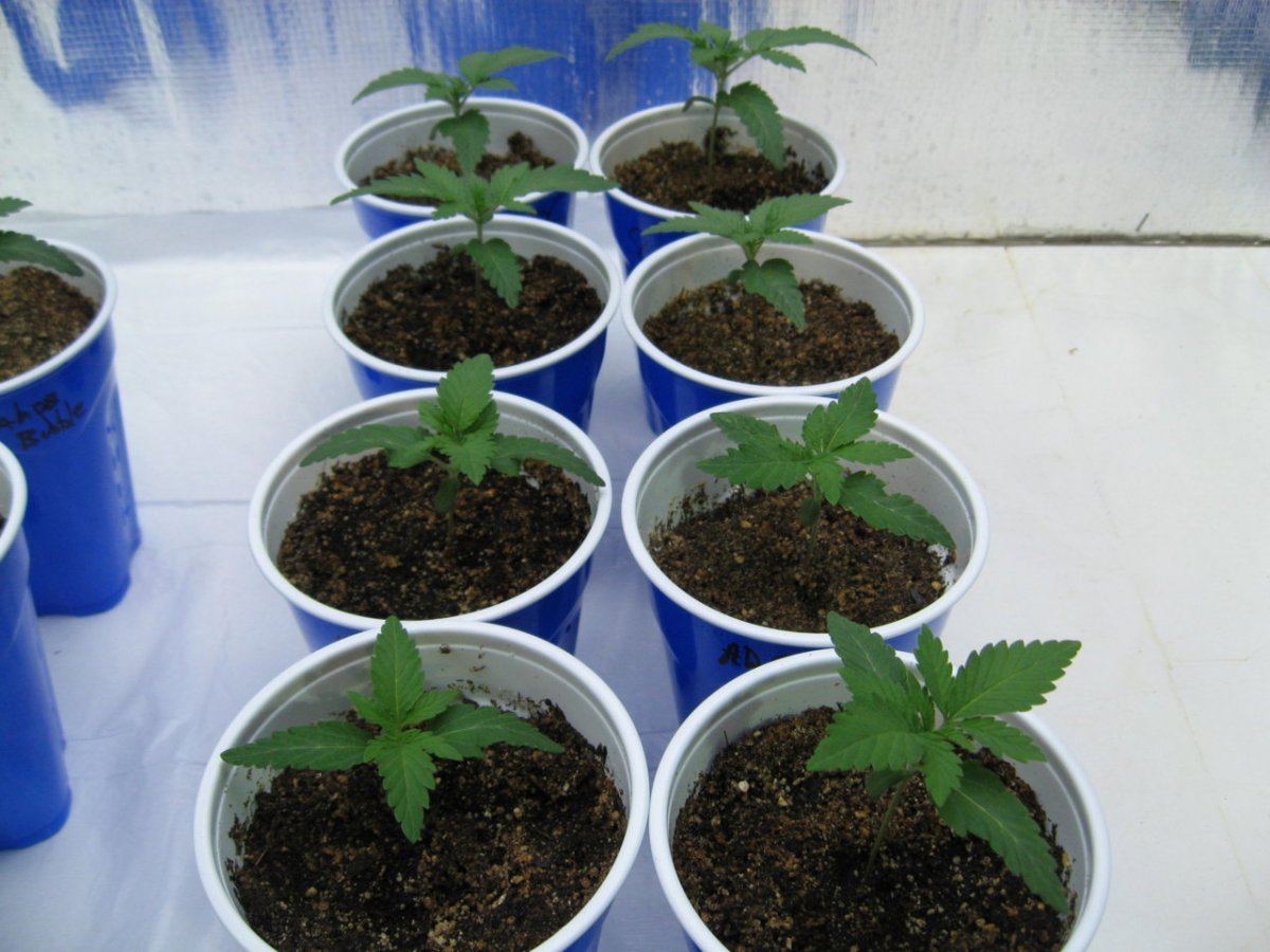Waaynes organic alien genetics 4