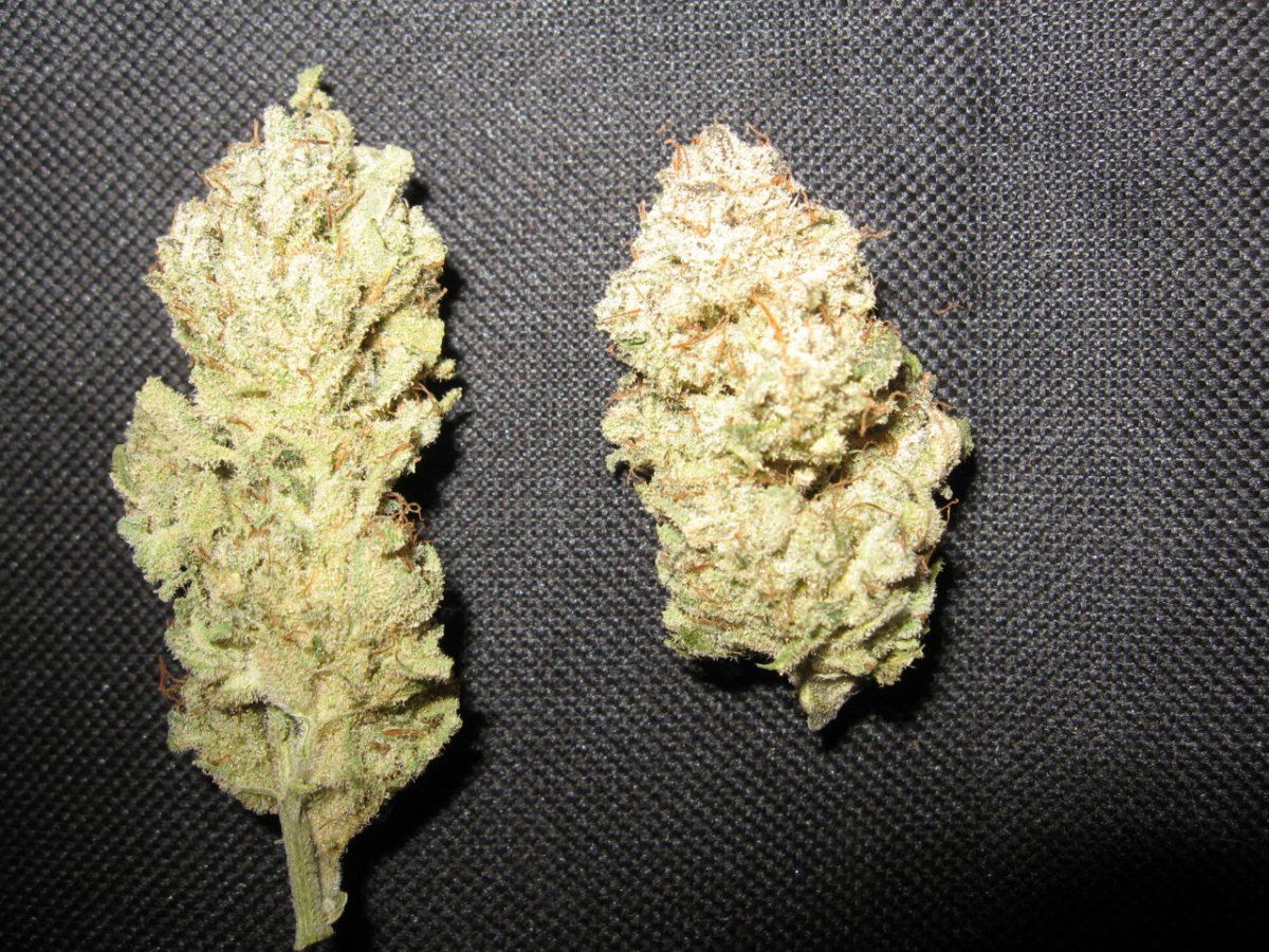 Waaynes organic alien genetics 7