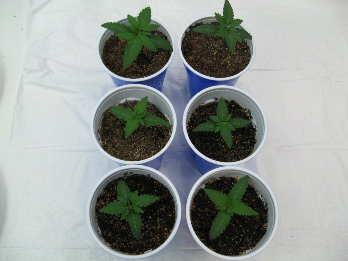 Waaynes organic alien genetics