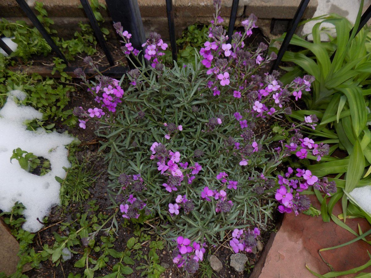 Walflower