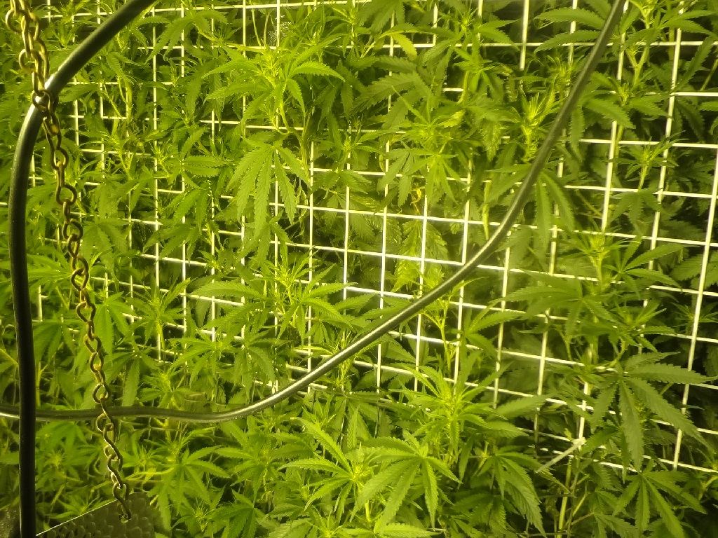 Wall scrog