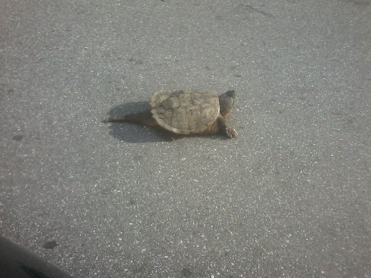 Walmartcooter92818