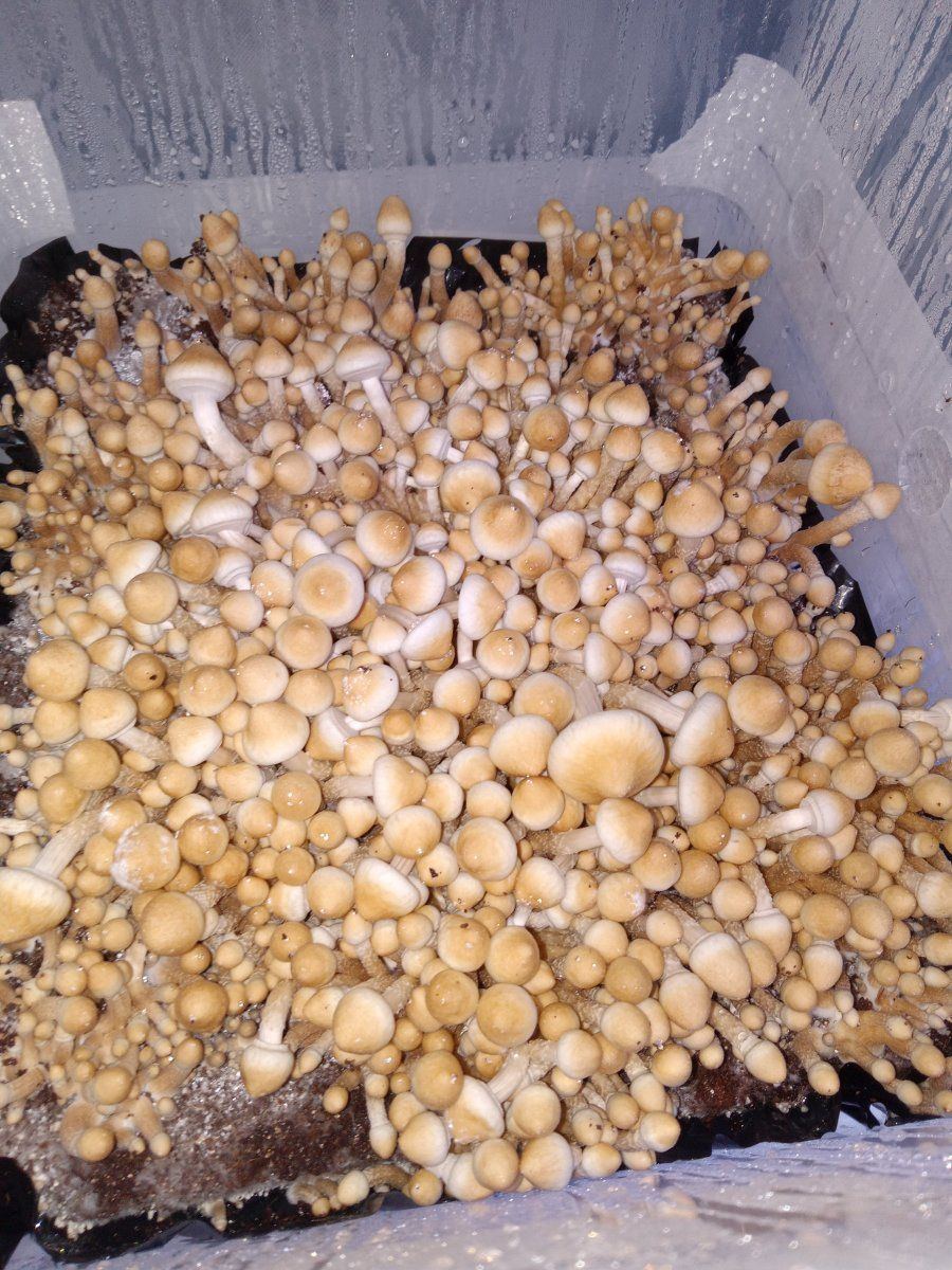 Want to discuss mushroom cultivation 2
