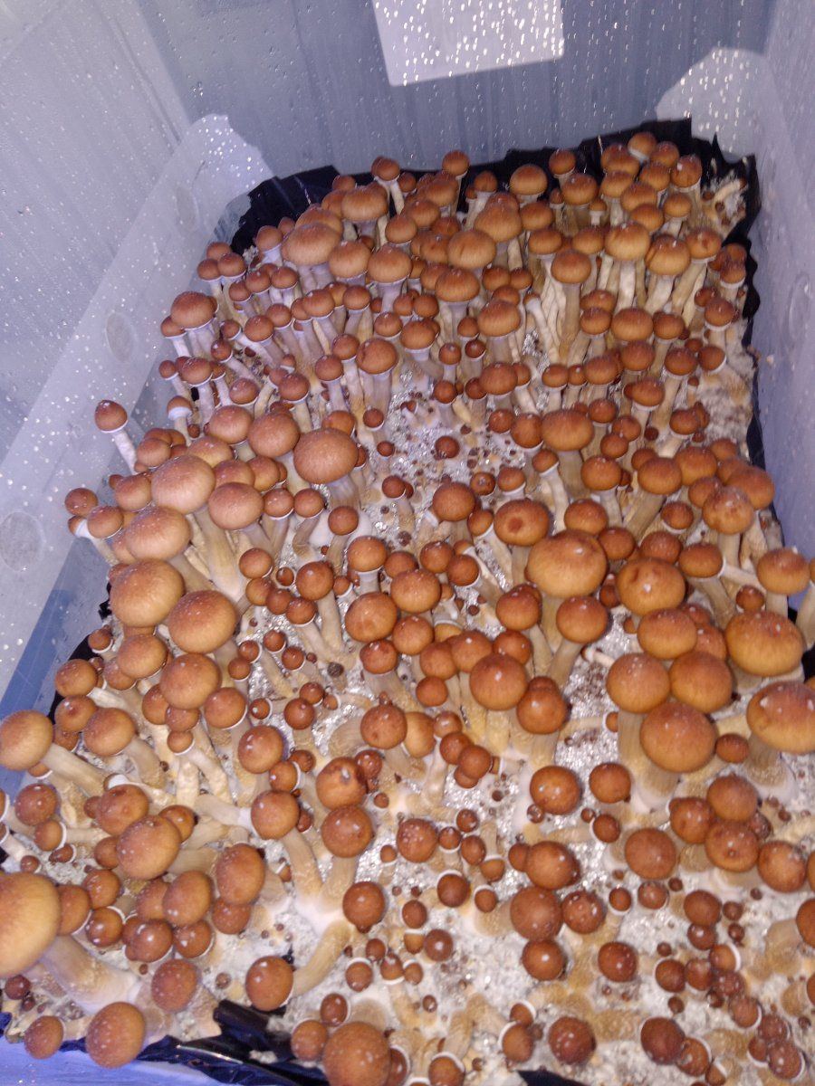 Want to discuss mushroom cultivation 3