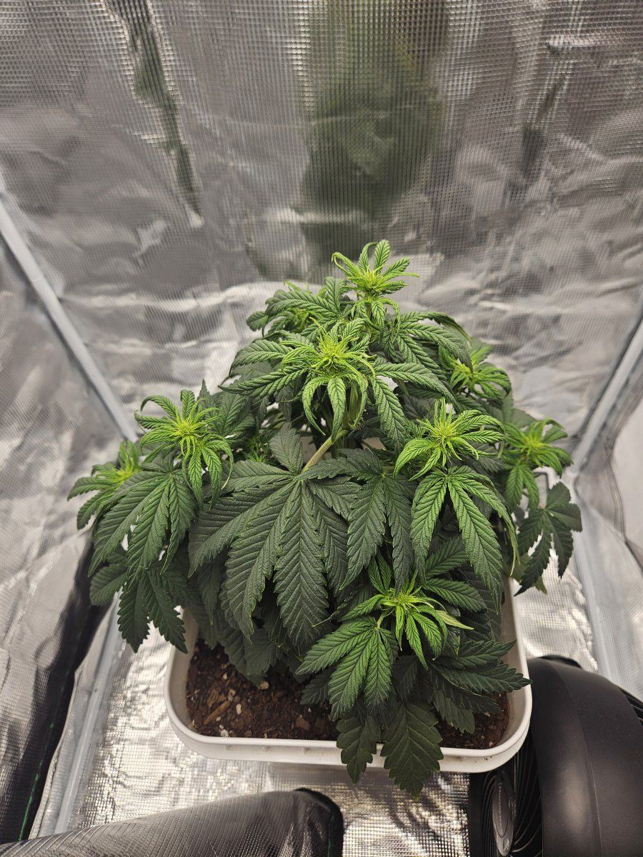 Wanted thoughts on my grow 2