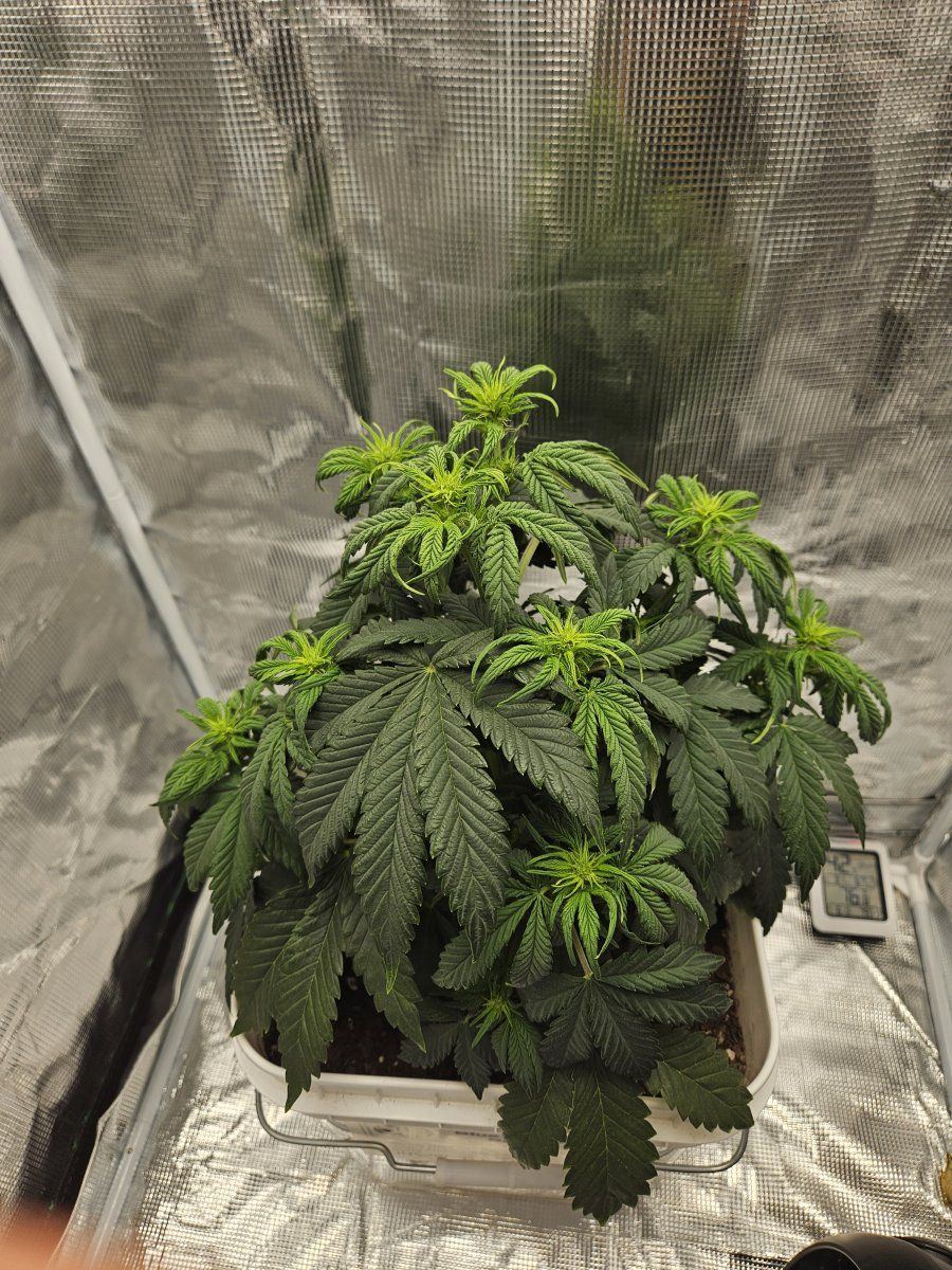 Wanted thoughts on my grow 3