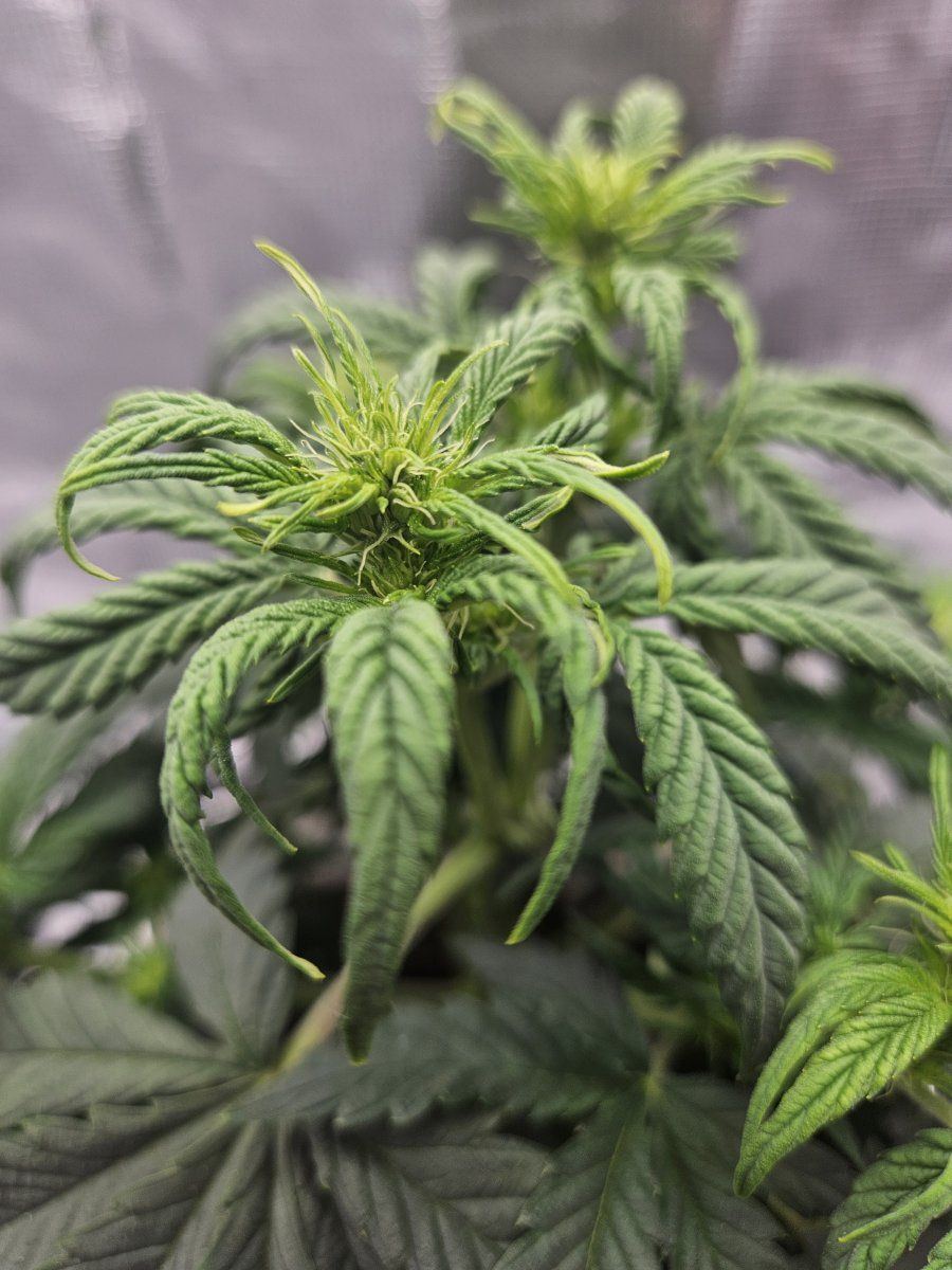 Wanted thoughts on my grow