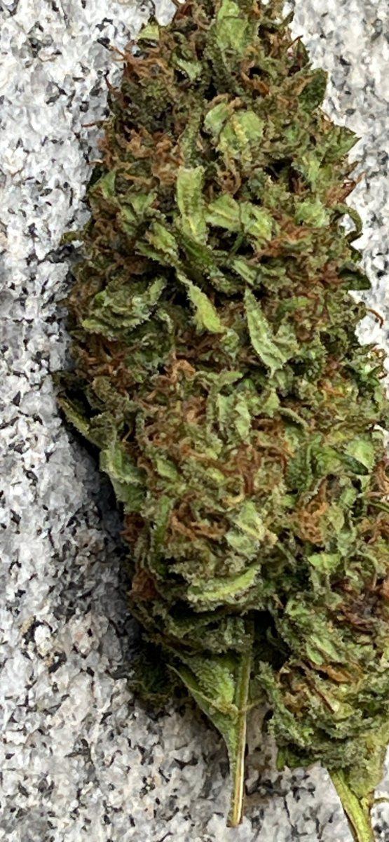 Washed Maui Bud