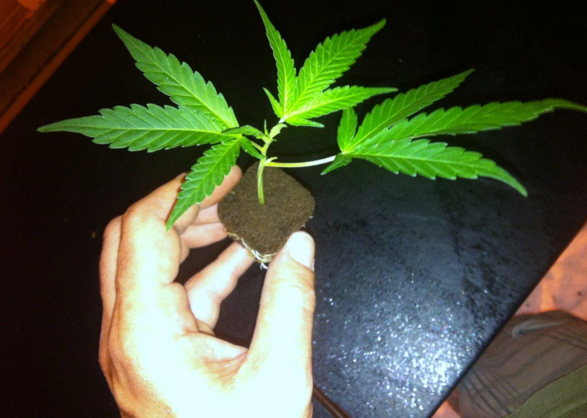 Washington clones share yours 3