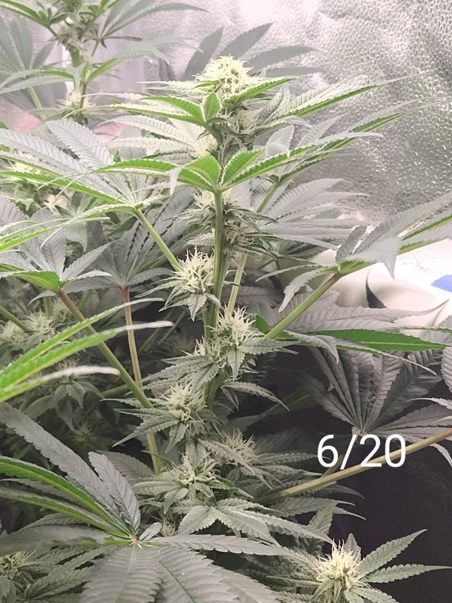 Watching my cola grow is like watching paint dry 4