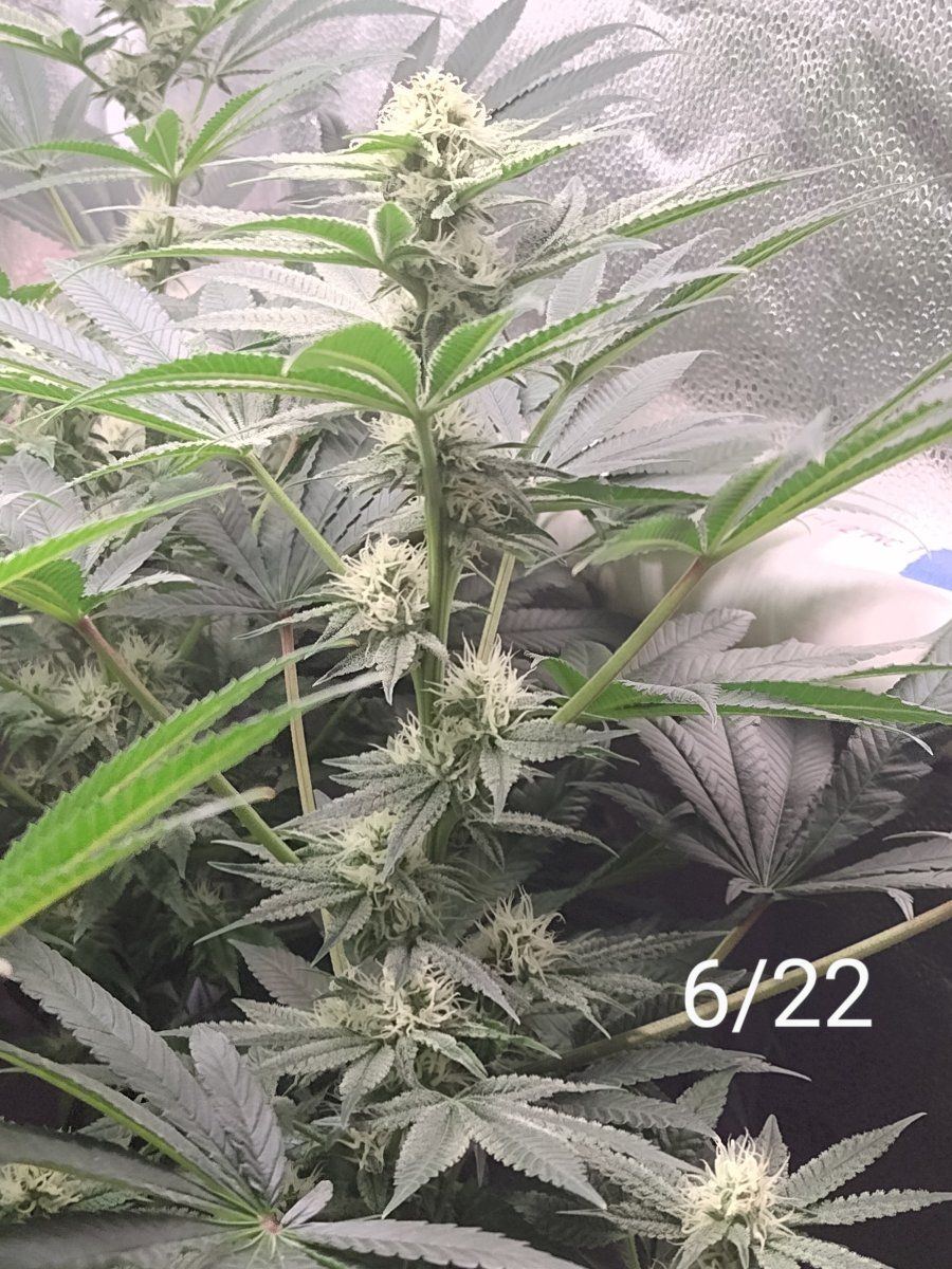 Watching my cola grow is like watching paint dry 6