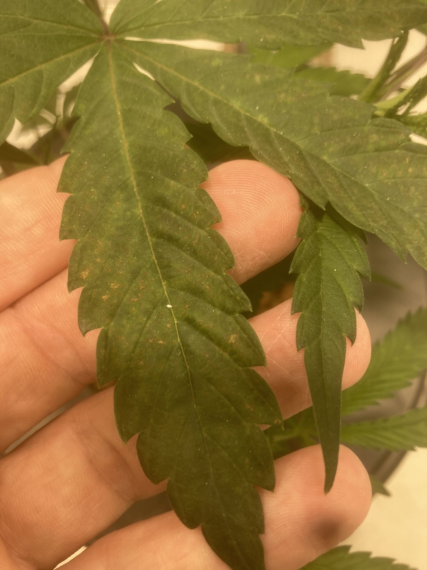 Water nute or ph issue 2