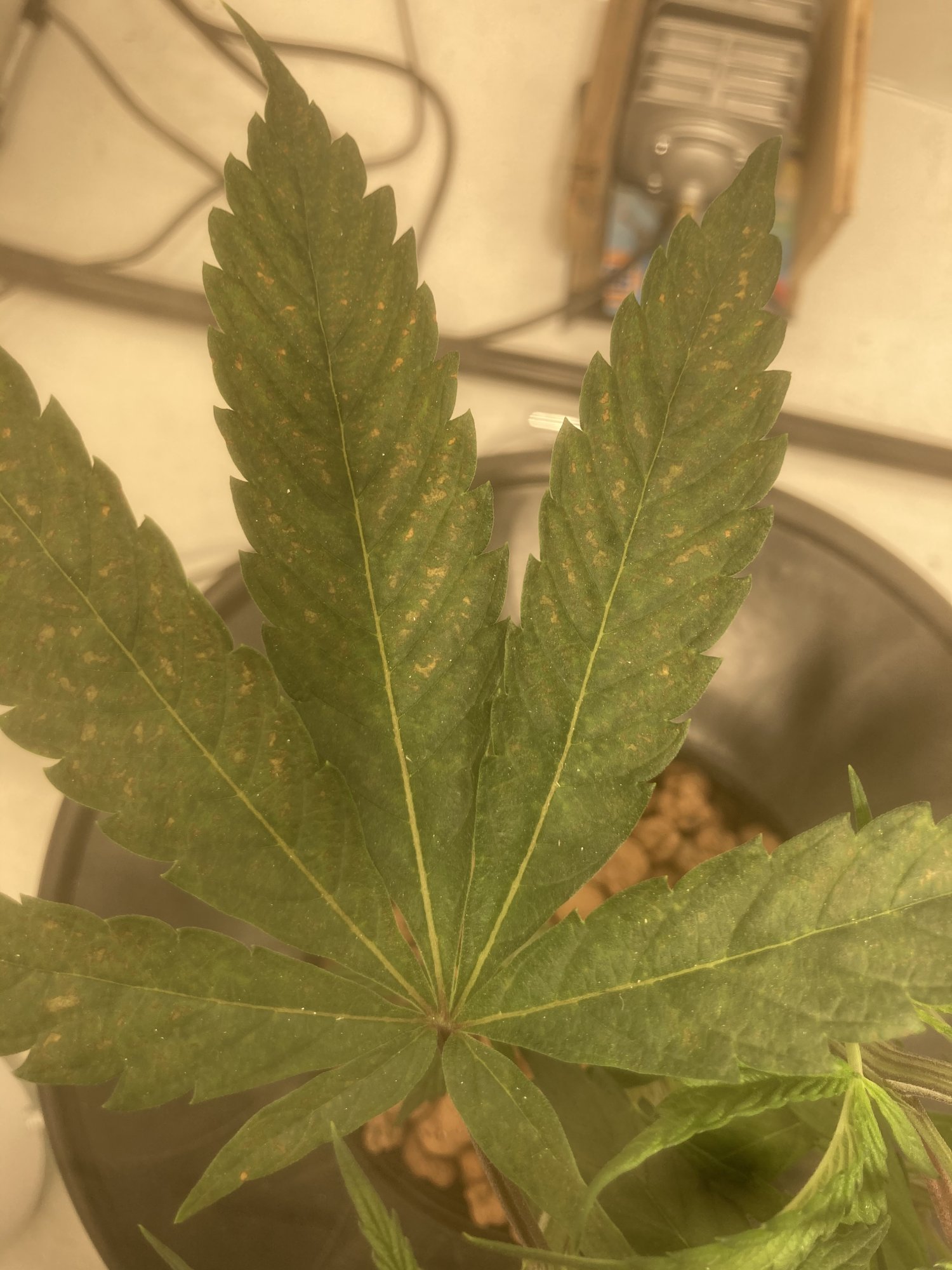 Water nute or ph issue