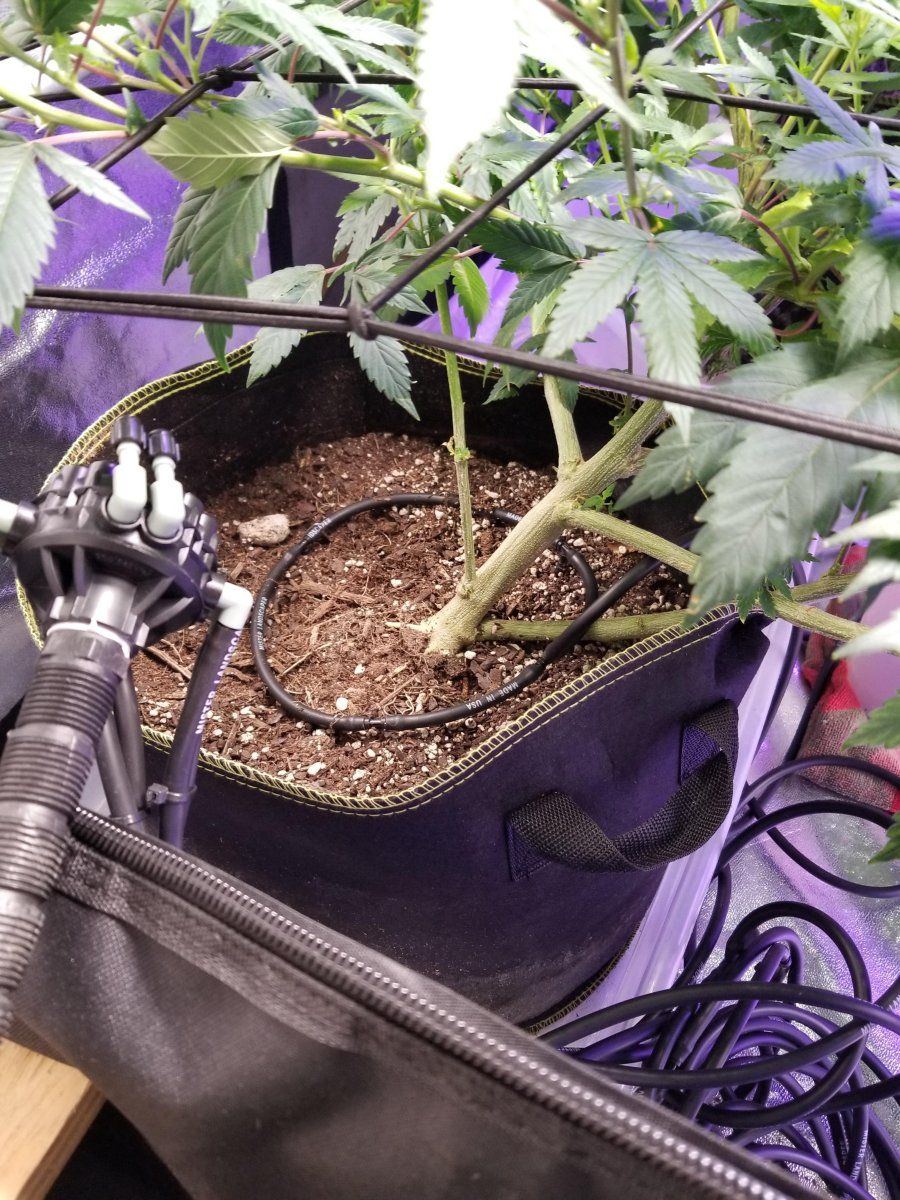 Watering ring