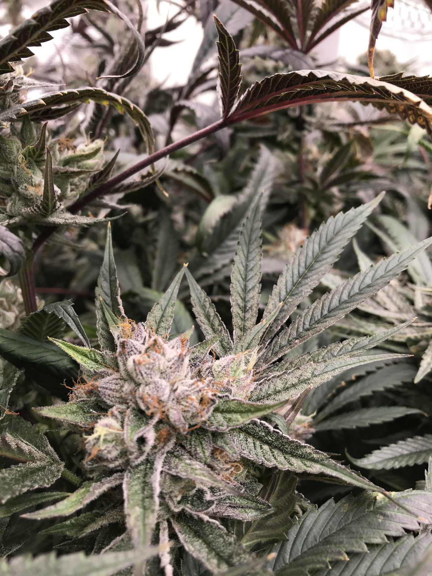 Watermelon Gelato