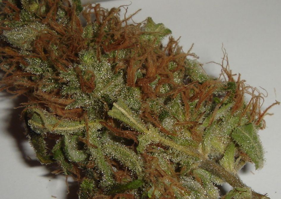 Waterpipe 003